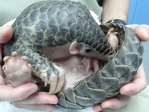 2013年至2019年間，香港海關緝獲的野生生物活體和成品，數量相當於獵殺包括超過138,000隻穿山甲（圖片提供：嘉道理農場暨植物園）